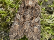 2248b Sombre Brocade (Dryobotodes tenebrosa)