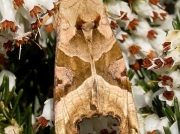 2306 Angle Shades (Phlogophora meticulosa)