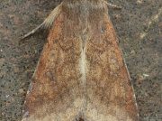 2400 Scarce Bordered Straw (Helicoverpa armigera)