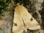 2403 Bordered Straw (Heliothis peltigera)