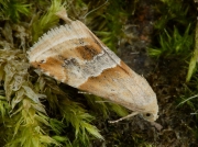 2408 Small Marbled (Eublemma parva)