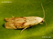 1428 Male Bee Moth (Aphomia sociella)