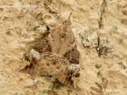 2478 Bloxworth Snout (Hypena obsitalis) over wintering adult moth
