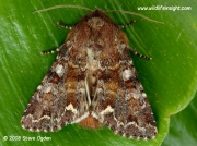 2163 Broom Moth (Melanchra pisi) © 2008 Steve Ogden