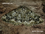 1945 Brussels Lace (Cleorodes lichenaria) © 2017 Steve Ogden