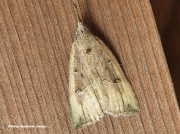 Buttoned-Snout-Hypena-rostralis - Portishead-UK-photo Andrew-Jones