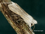 2214 Chamomile Shark moth Cucillia chamomillae © 2011 Steve Ogden