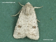2387 Clancy's Rustic (Platyperigea kadenii)
