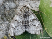 2451 Clifden Nonpareil (catocala fraxini) recorder John Foster -Lizard Oct 2015 © 2015 Steve Ogden