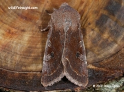 2188 Clouded Drab (Orthosia incerta) © 2008 Steve Ogden
