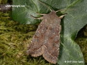 2188 Clouded Drab (Orthosia incerta) © 2007 Steve Ogden