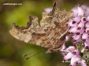 Underside of male Comma Butterfly (Polygonia c-album)