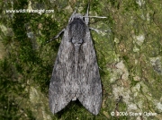 1972 Convolvulus Hawkmoth (Agrius convolvuli) © 2006 Steve Ogden
