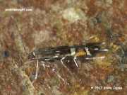 Cosmopterix pulchrimella 3841
