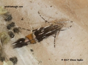 Cosmopterix pulchrimella 4590