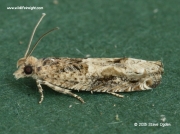 1157 Crocidosema plebejana © 2015 Steve Ogden