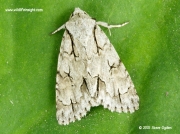 2283 Dark Dagger (Acronicta tridens) © 2015 Steve Ogden