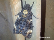 1973 Death's-head Hawkmoth (Acherontia atropos) Durban South Africa © 2014 Andre Isaacs