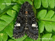 2155 Dot Moth Melanchra persicariae © 2008 Steve Ogden