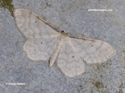 1710 Dwarf Cream Wave ( Idaea fuscovenosa)