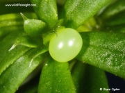 1991 Elephant Hawk-moth (Deilephila elpenor) egg