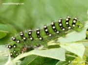 Emperor Moth caterpillar © 2014 Steve Ogden