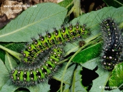 Different instar Emperor moth caterpillars Saturnia pavonia © 2014 Steve Ogden