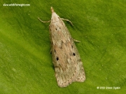 1428 Female Bee Moth (Aphomia sociella)