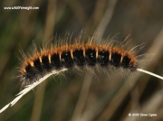 1638 Fox moth caterpillar (Macrothylacia rubi)  late summer instar