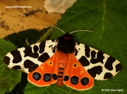 2057 Garden Tiger (Arctia caja) moth © 2009 Steve Ogden