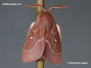 1636 Male Grass Eggar Moth (Lasiocampa trifolii)