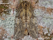2005 Great Prominent (Peridea anceps) © 2007  Steve Ogden