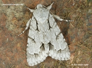 2284 Grey Dagger (Acronicta psi) © 2015 Steve Ogden