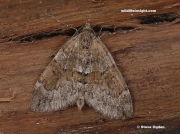 1768 Grey Pine Carpet (Thera obeliscata)