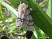Gypsy Moth (Lymantria dispar) female recently emerged from pupa Surrey, UK- photo D,Harshika