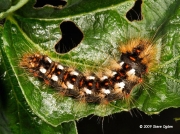 2289 The Knot Grass caterpillar © 2009 Steve Ogden
