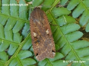 2107 Large Yellow Underwing (Noctua pronuba) © 2007 Steve Ogden