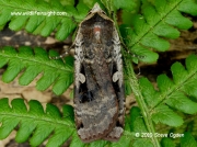 2107 Large Yellow Underwing (Noctua pronuba) © 2012 Steve Ogden