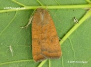 2112 Least Yellow Underwing (Noctua interjecta) © 2009 Steve Ogden