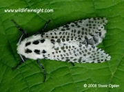 0161 Leopard Moth (Zeuzera pyrina) © 2006 Steve Ogden