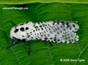 0161 Leopard Moth (Zeuzera pyrina) © 2006 Steve Ogden