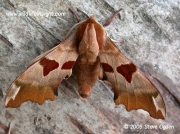 Lime Hawkmoth (Mimas tiliae) brown form © 2005 Steve Ogden
