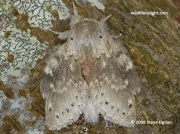 Lobster moth (Stauropus fagi)   © 2006 Steve Ogden