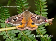 1643 Male Emperor moth © 2010 Steve Ogden