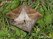 2477 The Snout (Hypena proboscidalis) male and female © 2009 Steve Ogden