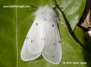 2063 Muslin Moth Female Diaphora mendica © 2005 Steve Ogden