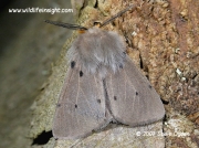 2063 Muslin Moth male Diaphora mendica  © 2007 Steve Ogden