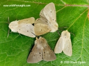 2063 Muslin Moths pale males Diaphora mendica © 2010 Steve Ogden