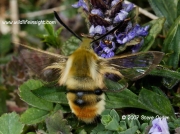 1982 Narrow-bordered Bee Hawkmoth Hemaris tityus © 2008 Steve Ogden