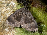 2300-The-Old-Lady-moth-Mormo-maura